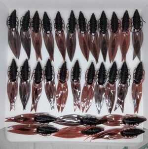 (35)6th Sense Bodega 3.5" Exclusive Color Fire Ant New Fishing Plastics